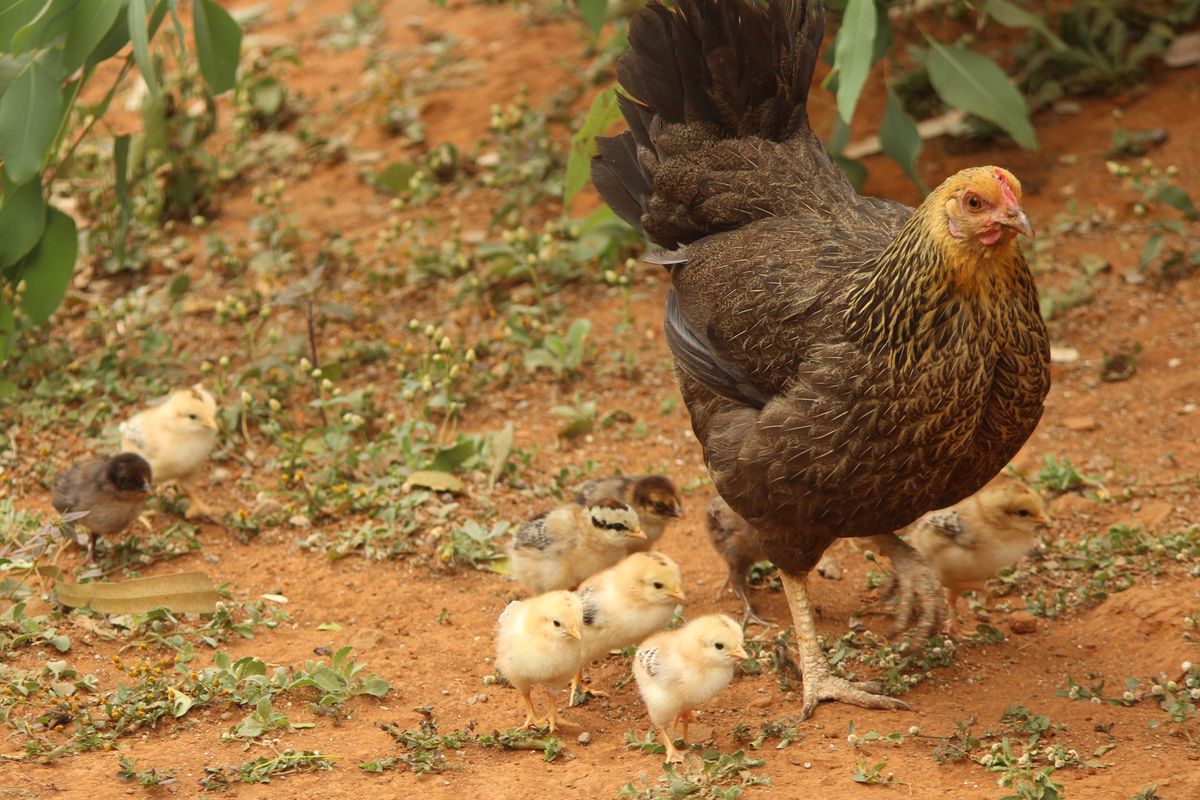 Gallina entre otras aves ponedoras en el gallinero