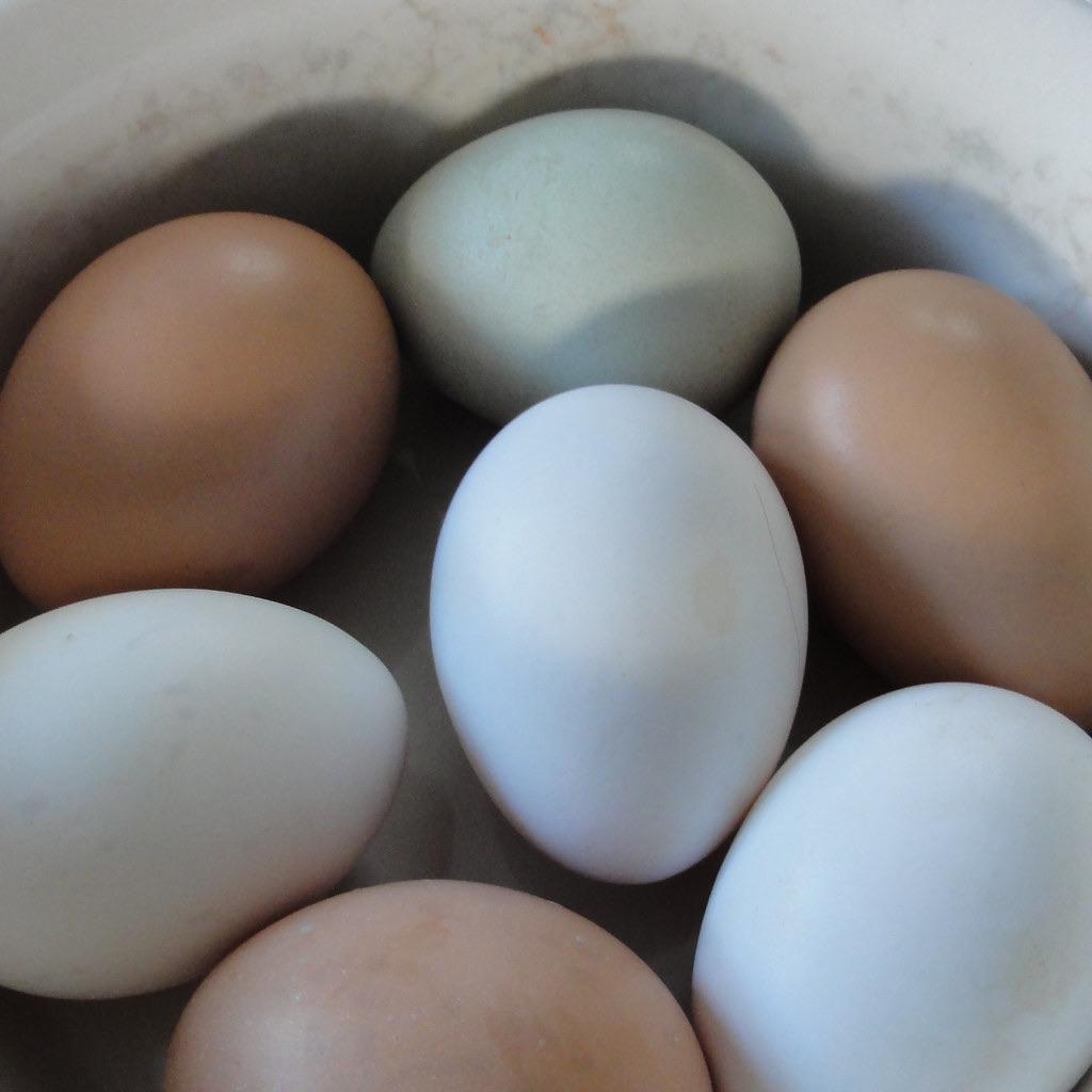 Huevos de gallina de distintos colores, incluido uno azul-verdoso, en un cuenco