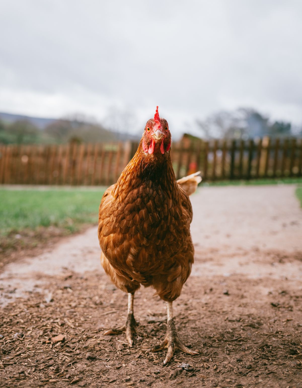 Gallinas camperas en el jardín