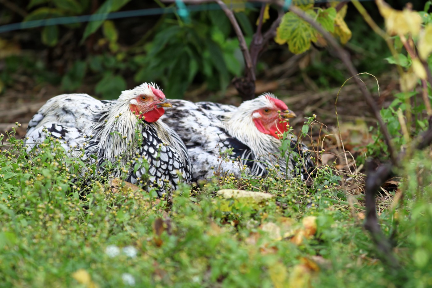 Gallinas Wyandotte, raza de cresta en roseta apreciada por su resistencia al frío